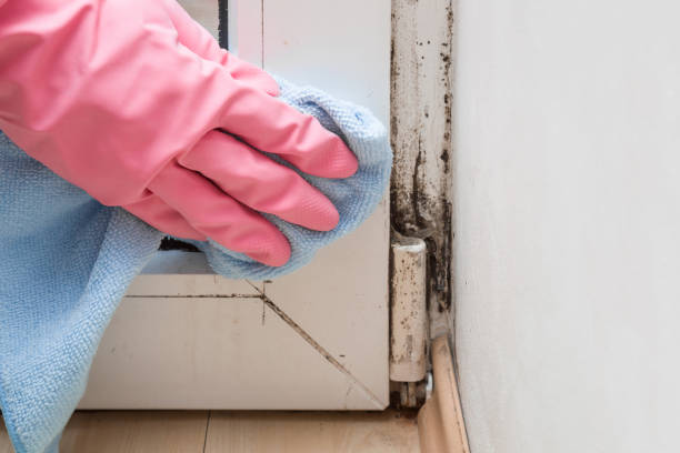 Trusted Spring Ridge, MD Mold Removal Experts